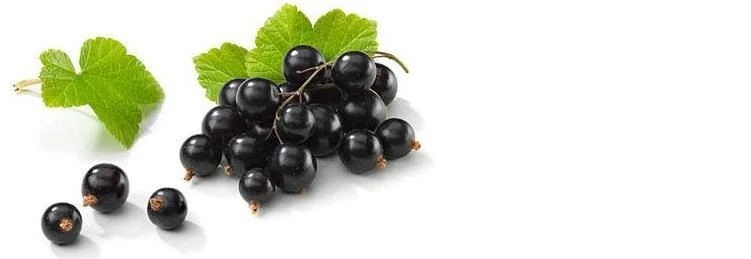 Black Current