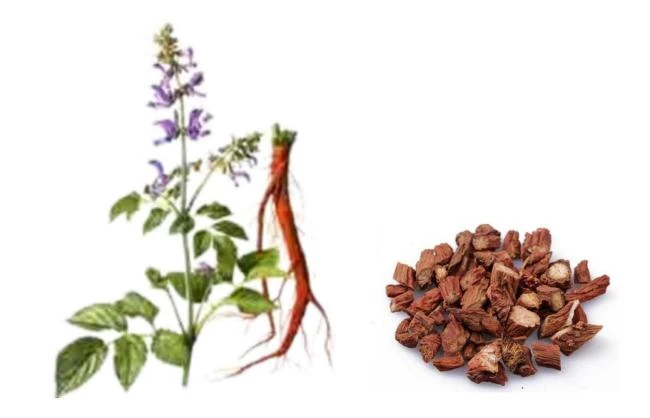 Danshen Extract Danshen Extract