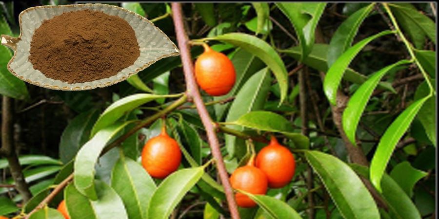Muira Puama Bark Extract Powder