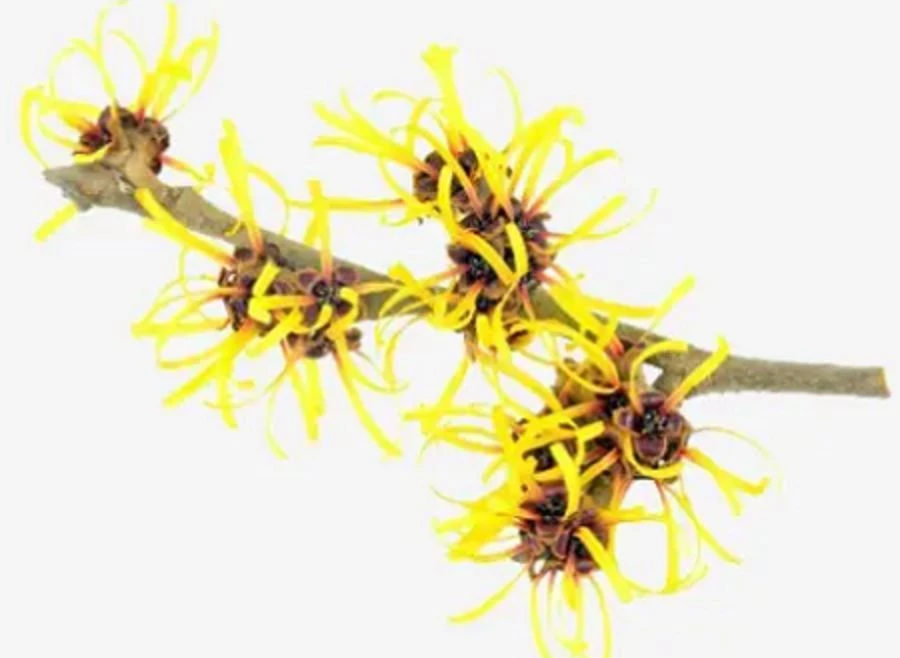 Witch Hazel Extract Powder