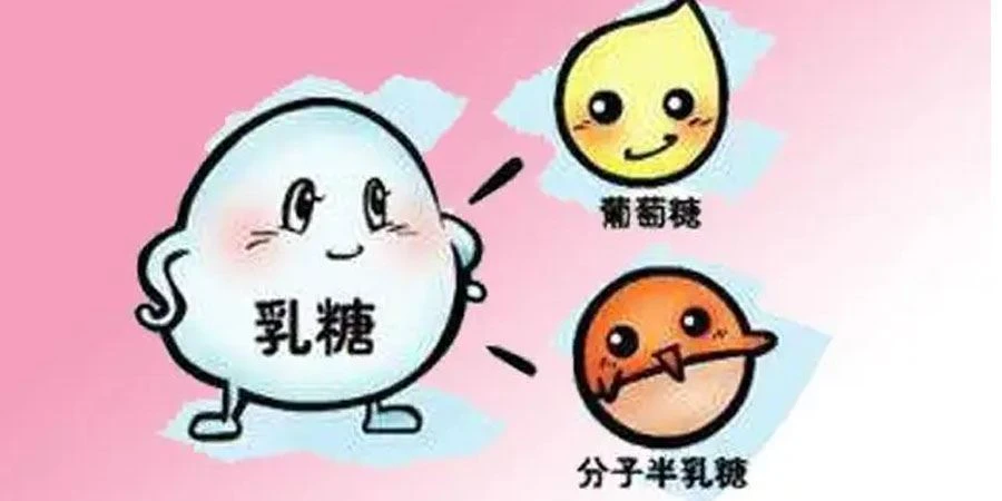 Lactase Enzyme Powder suppliers Lactase Enzyme Powder suppliers