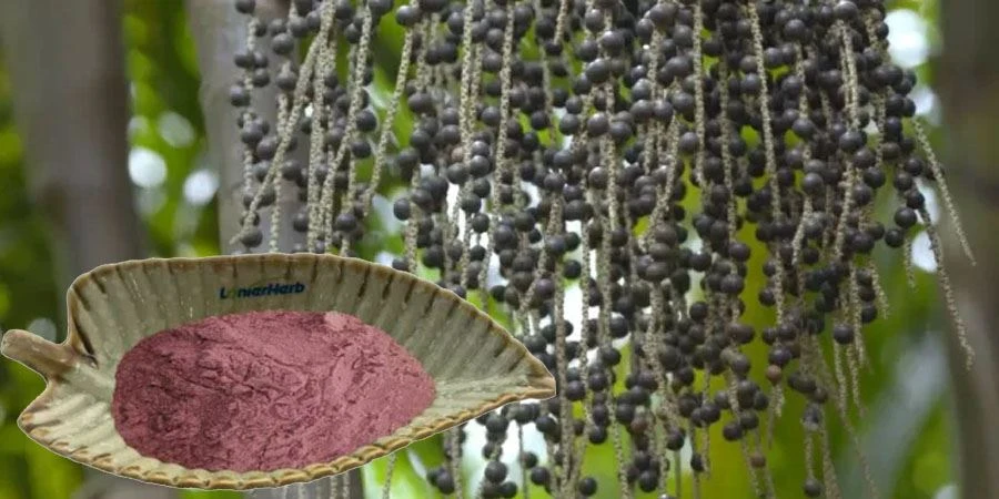Acai Berry Juice Powder manufacturers Acai Berry Juice Powder manufacturers