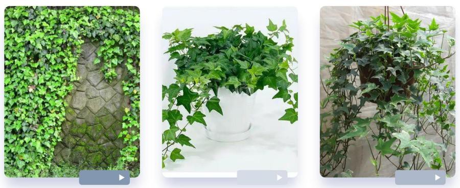 Hedera Helix Extract, Ivy Leaf Extract