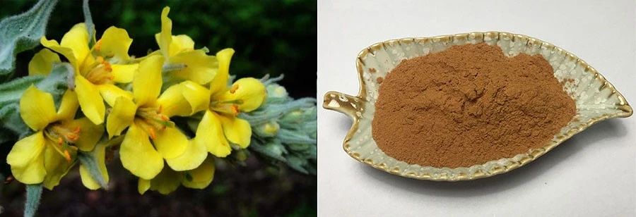 Verbascum Thapsus Extract Verbascum Thapsus Extract