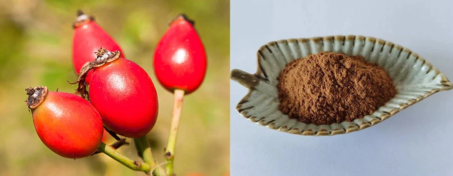 Rosehip Extract Vitamin C Rosehip Extract Vitamin C