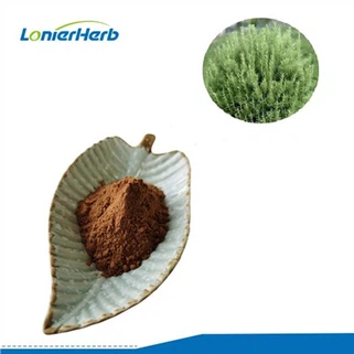 রোজমেরি এক্সট্রাক্ট পাউডার